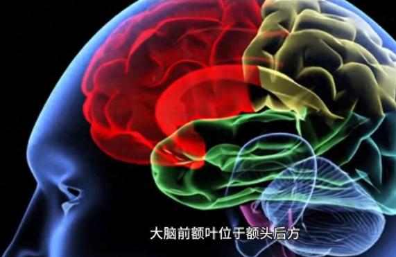 前额叶位于大脑前端位置，是人脑发育最晚，成熟周期最长的核心区域。普通动物的脑