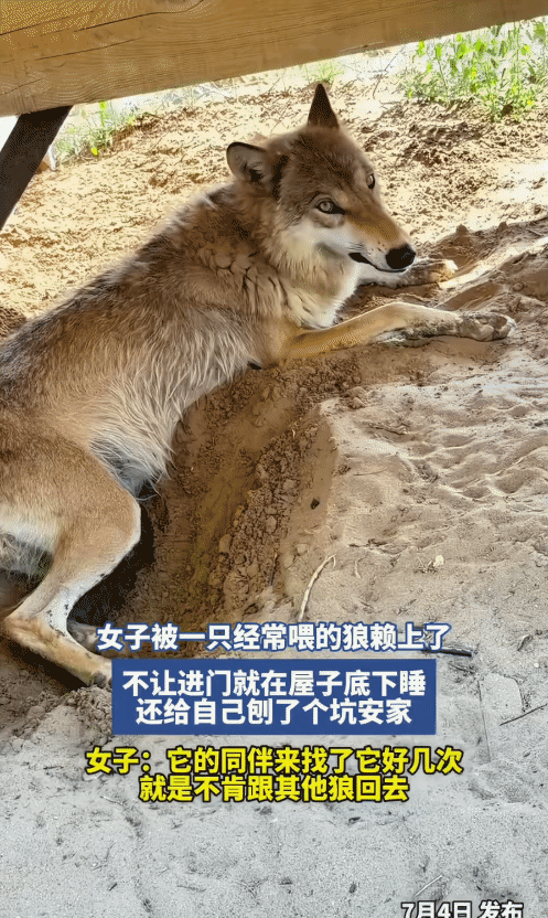 女子经常喂一只狼，没想到，这只狼赖上她了。跑到她家，不进门，在屋外安家。女子: