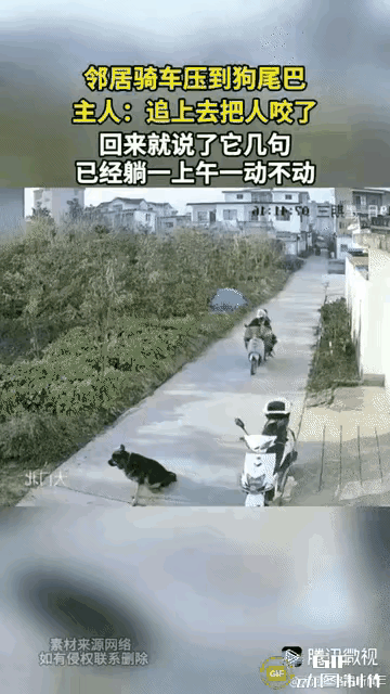 小路里邻居电动车不慎压到了狗子的尾巴，小家伙疼得当场嗷嗷直叫，主人情急之下顺口喊