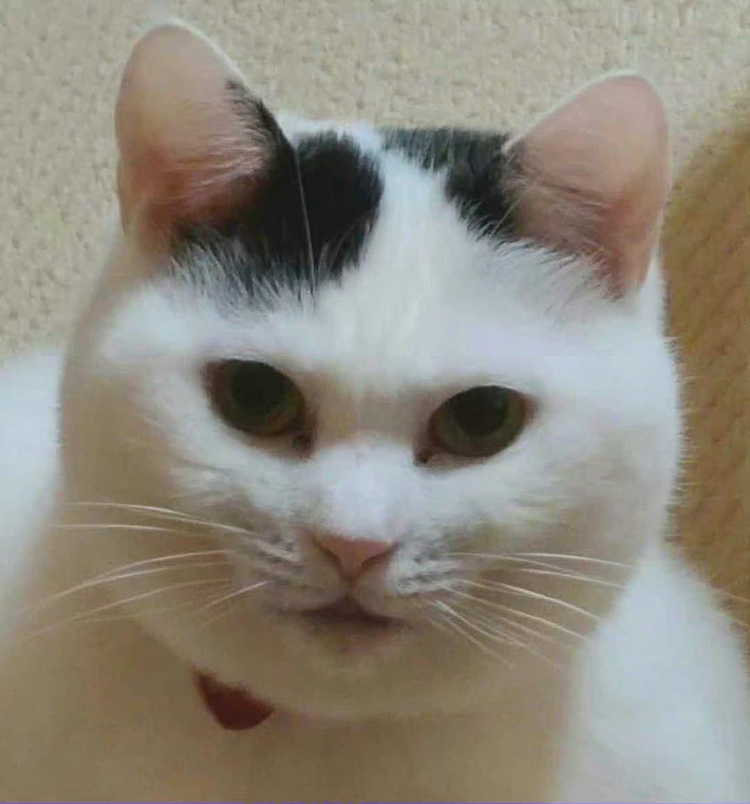 猫咪长大了，越来越圆了