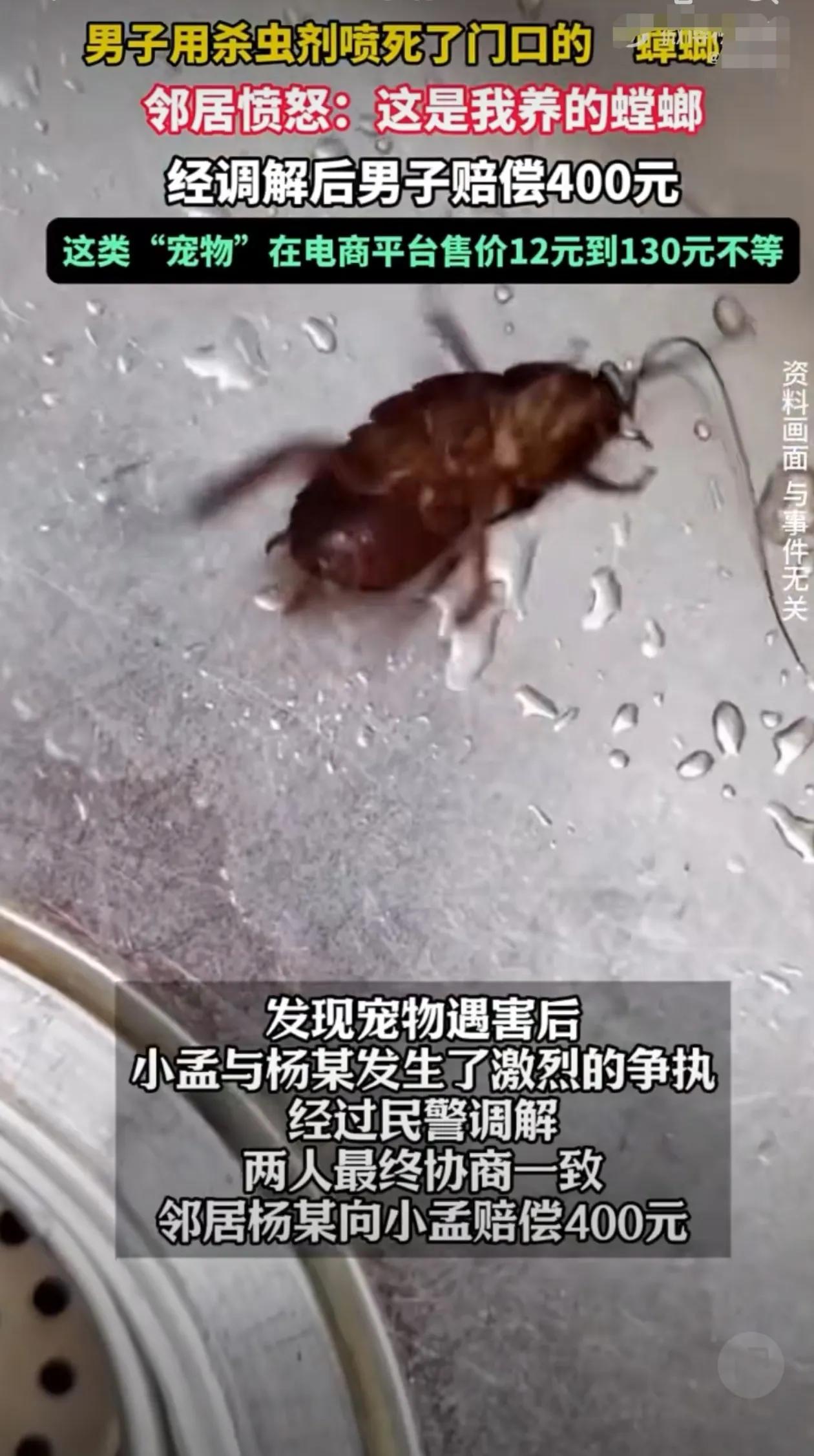 近日，浙江杭州，男子用杀虫剂喷死了门口的“蟑螂”，邻居愤怒：这是我养的螳螂，经调