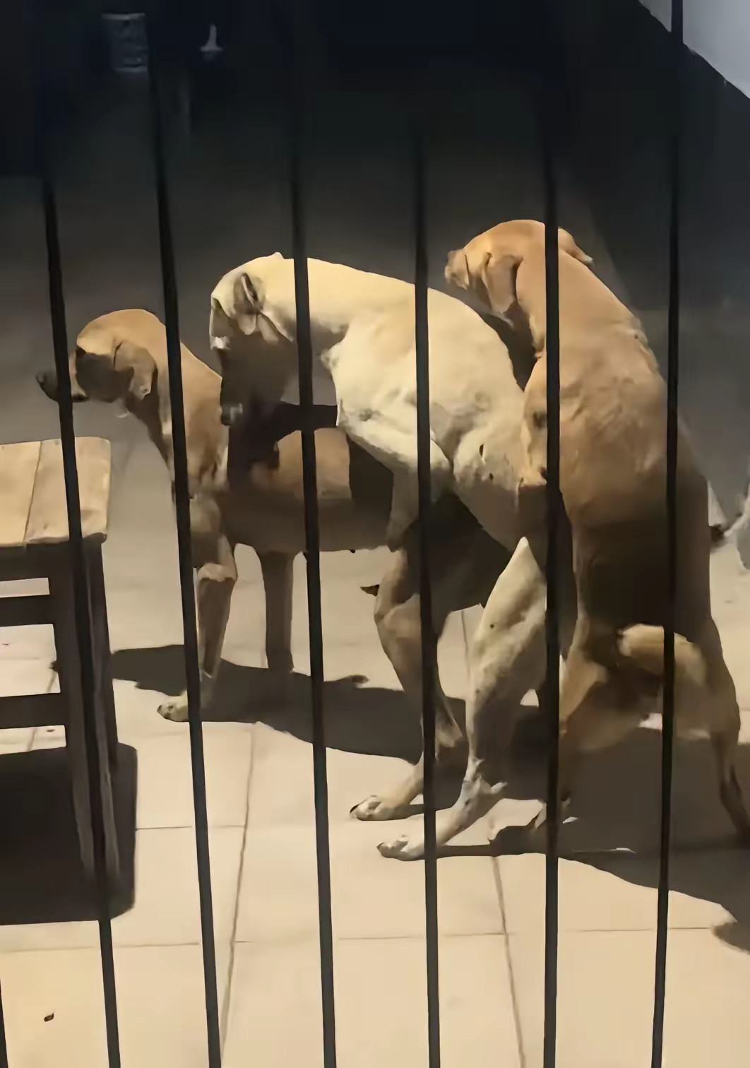 这狗不能要了