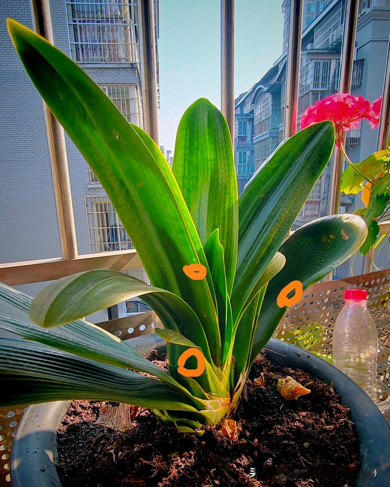 十年君子兰，剪了黄叶竟冒新苗，明年春天会不会要开三四朵花这盆君子兰陪着我度