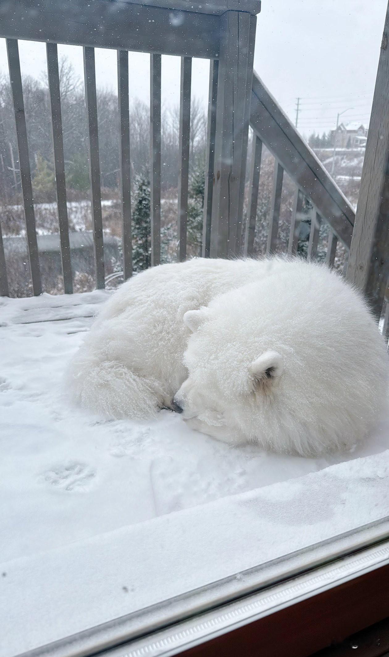 泪目了！一位小姐姐养了一只狗狗，平时就特别听话，她非常喜欢这只狗狗，这天下起了暴
