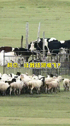 霸总柯淳唯独掌控不了羊群霸总变“人型牧羊犬”,却被羊群反制裁!赶错方向还拦不住