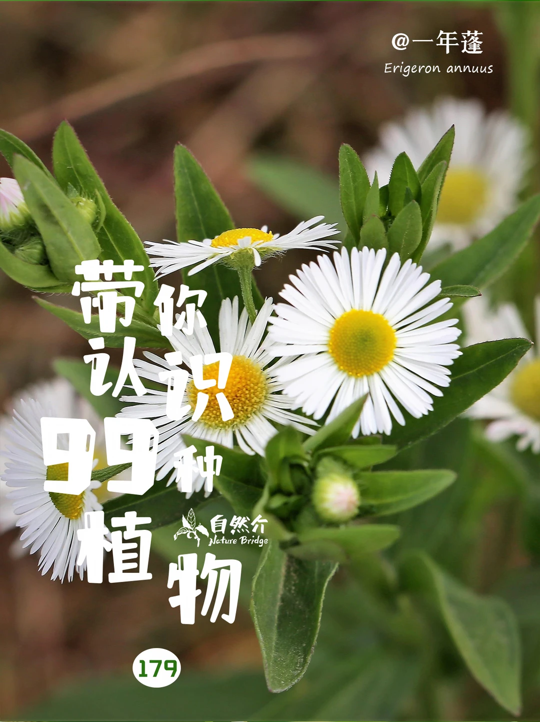 带你认识99种植物–一年蓬