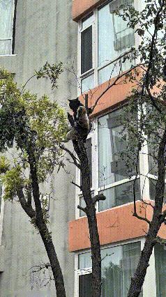 路边的大树上面，两只猫咪打得不可开交，从地面一路追逐，直接打到了高高的树枝上。