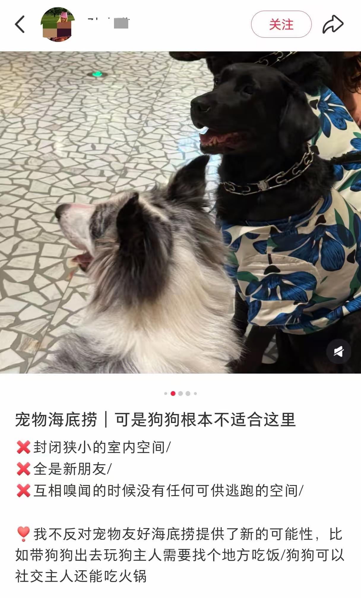 深圳全国第一家宠物友好海底捞火锅，迎来了第一波差评，好了，这个牌子都可以不用再去