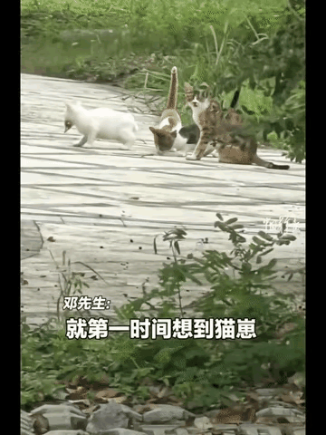 这天，一位小哥哥去公园散步，走着走着却看到了一只受伤的流浪猫跑了过来，于是他就拿