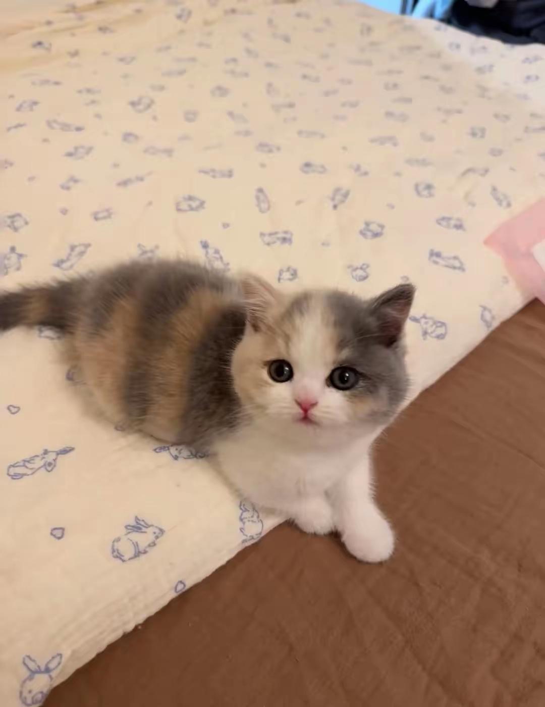 12月28日报道，月昨天儿子从书包里神秘兮兮的掏出一只小猫，我惊讶的问这是哪里来