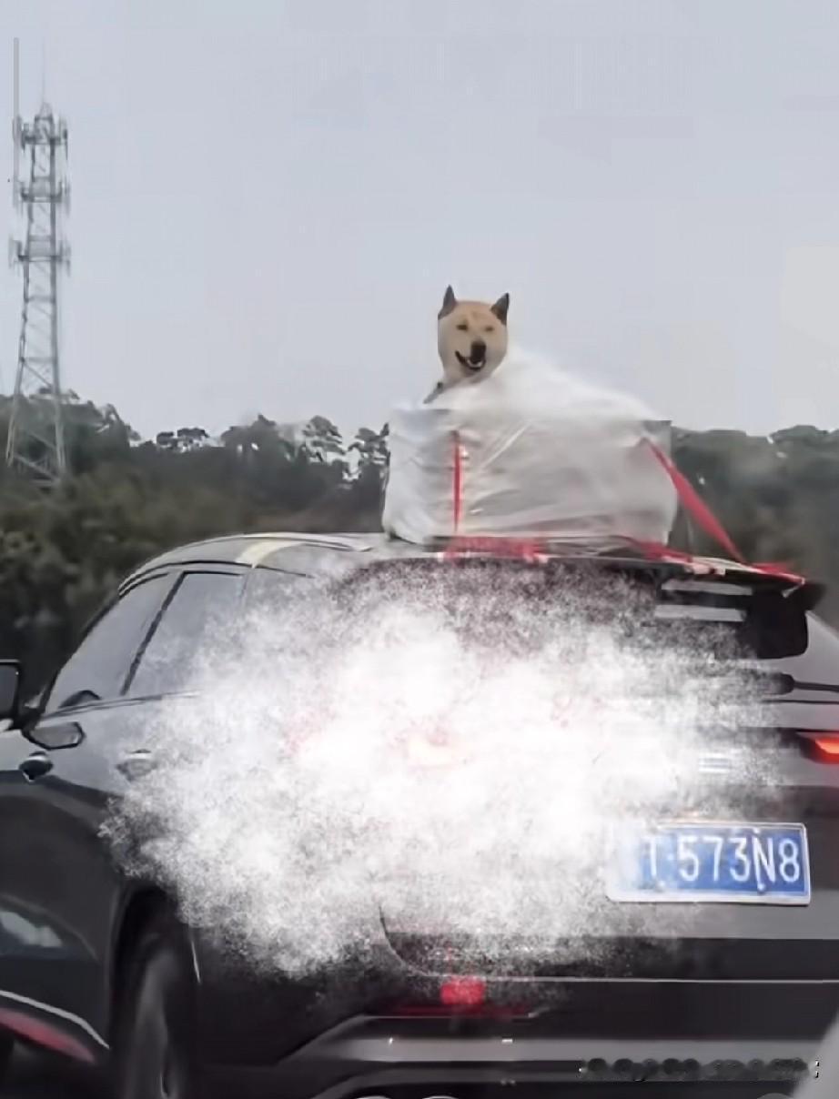 高速上偶遇狗生巅峰这趟返程太拉风了😂今天在高速上，被前面这辆粤T的SU