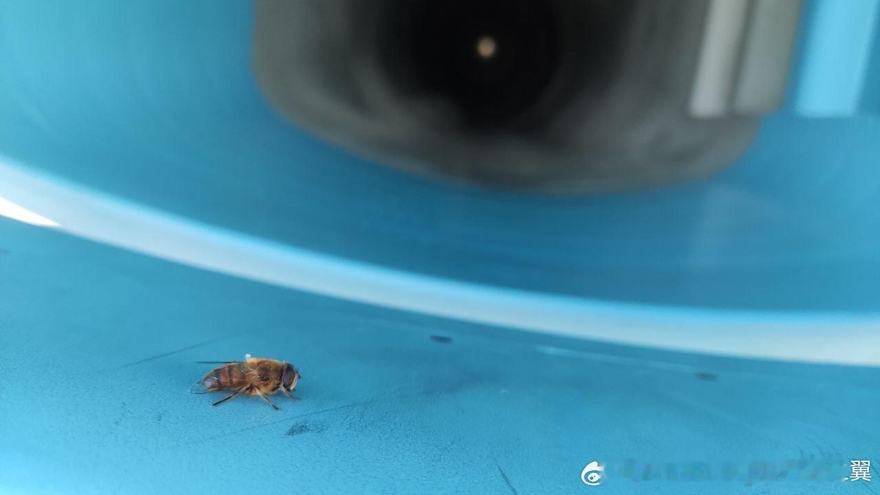 苏-34进气口上的小蜜蜂​​​