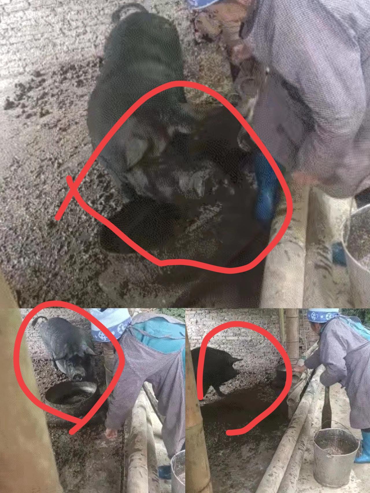 真的惊到了！贵州网友拍下的一幕太暖了——老奶奶喂猪时嫌食盆太远，居然直接指挥大