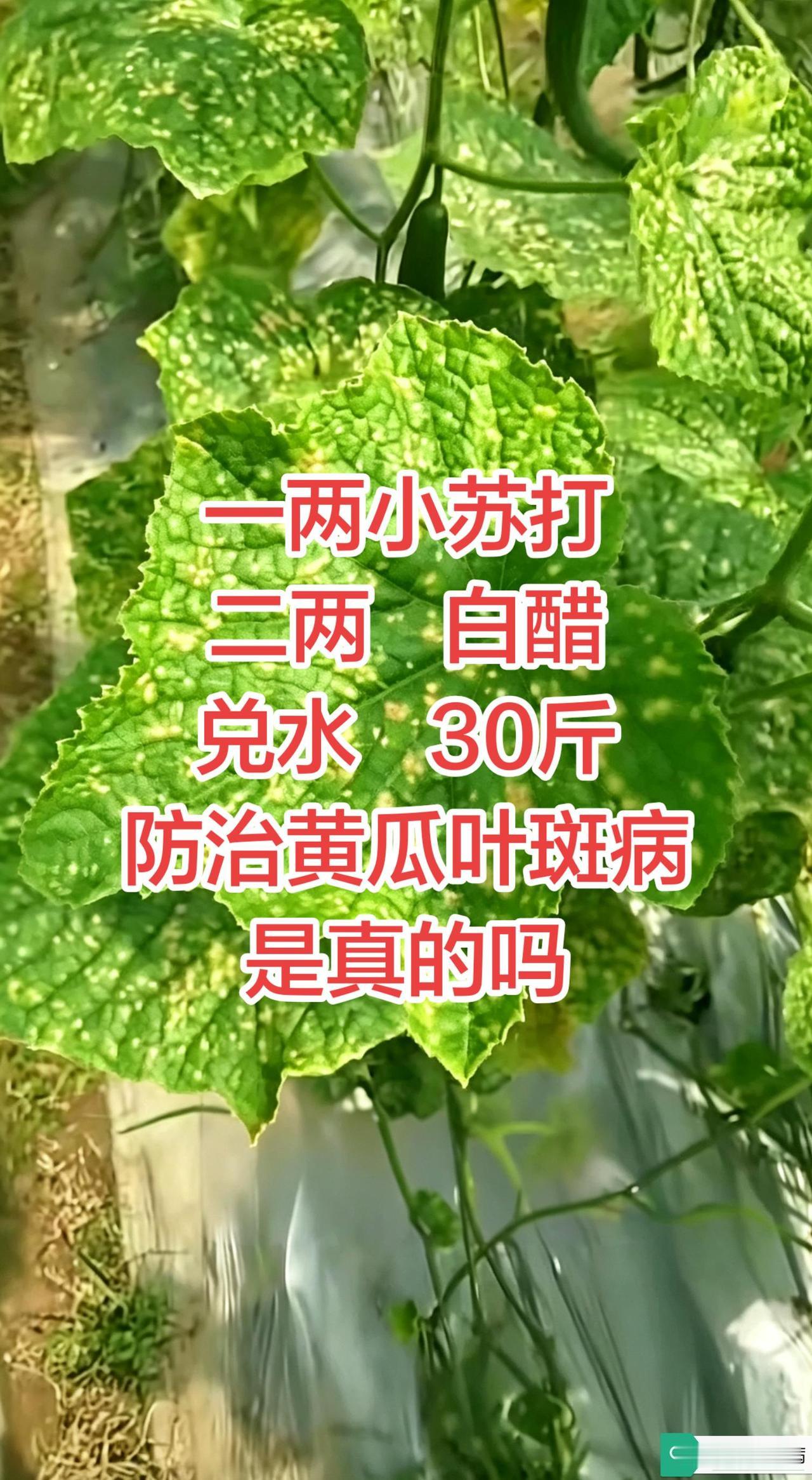 今天咱们来分析一下这个网上流传的所谓防治黄瓜叶斑病小配方的原理与正确使用方法：
