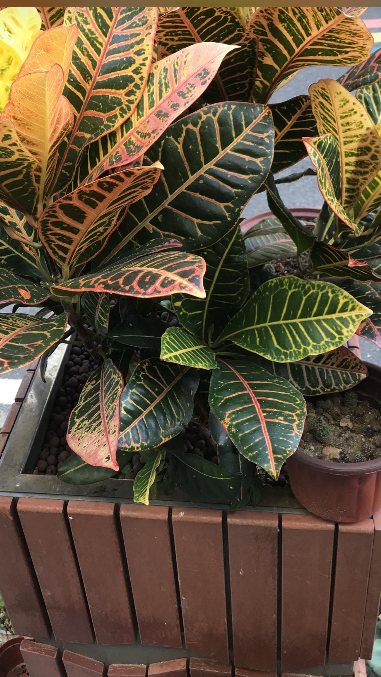 🍃变叶木：每一片叶子都是自然的调色盘，在秩序与野性间，生长出不被定义的斑斓