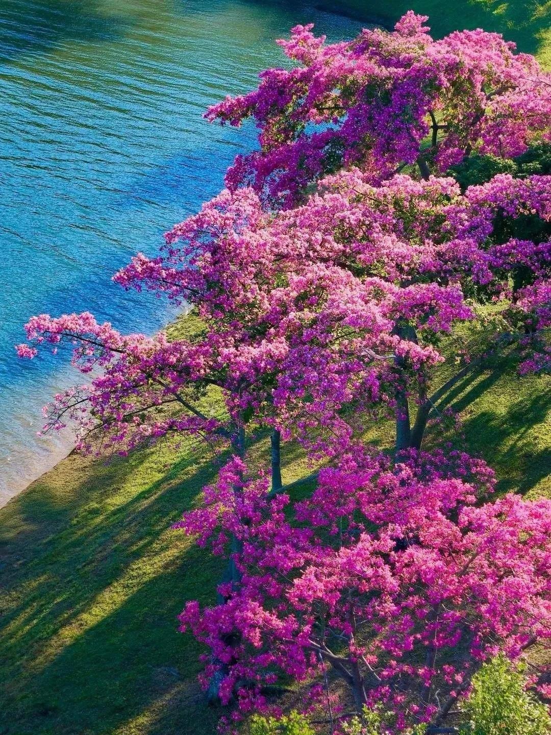 春风作序，岁月可期。与一场花事，缓缓相逢；与一段故事，慢慢沉香。春天从不会一