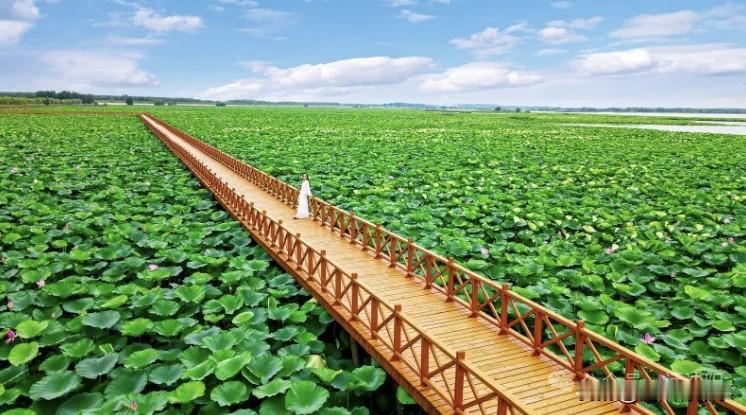 沈阳人不用羡慕西湖！自家新晋万亩湿地秘境，美翻整个夏天！谁说夏