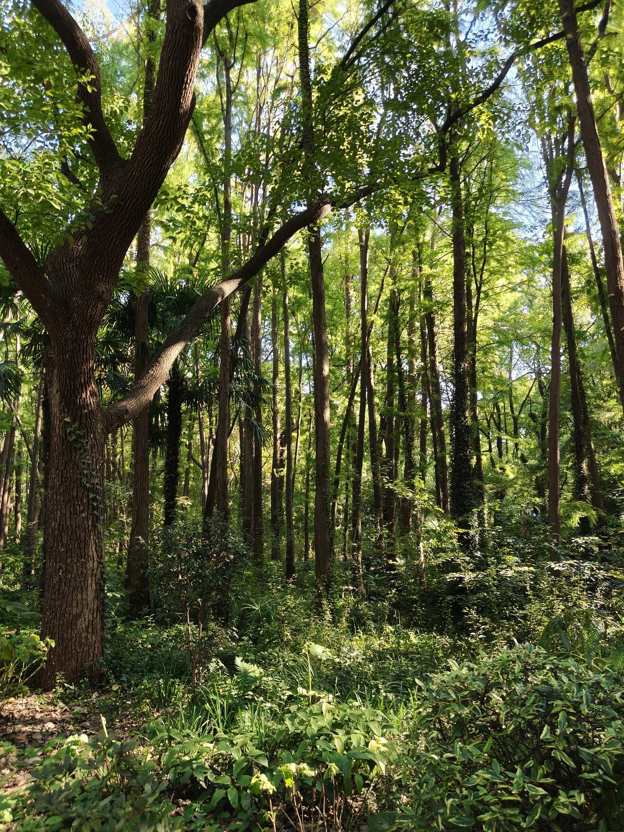今天天气晴好，去了趟共青森林公园看菊花展，这次还是一家三口去的。不过今天出门