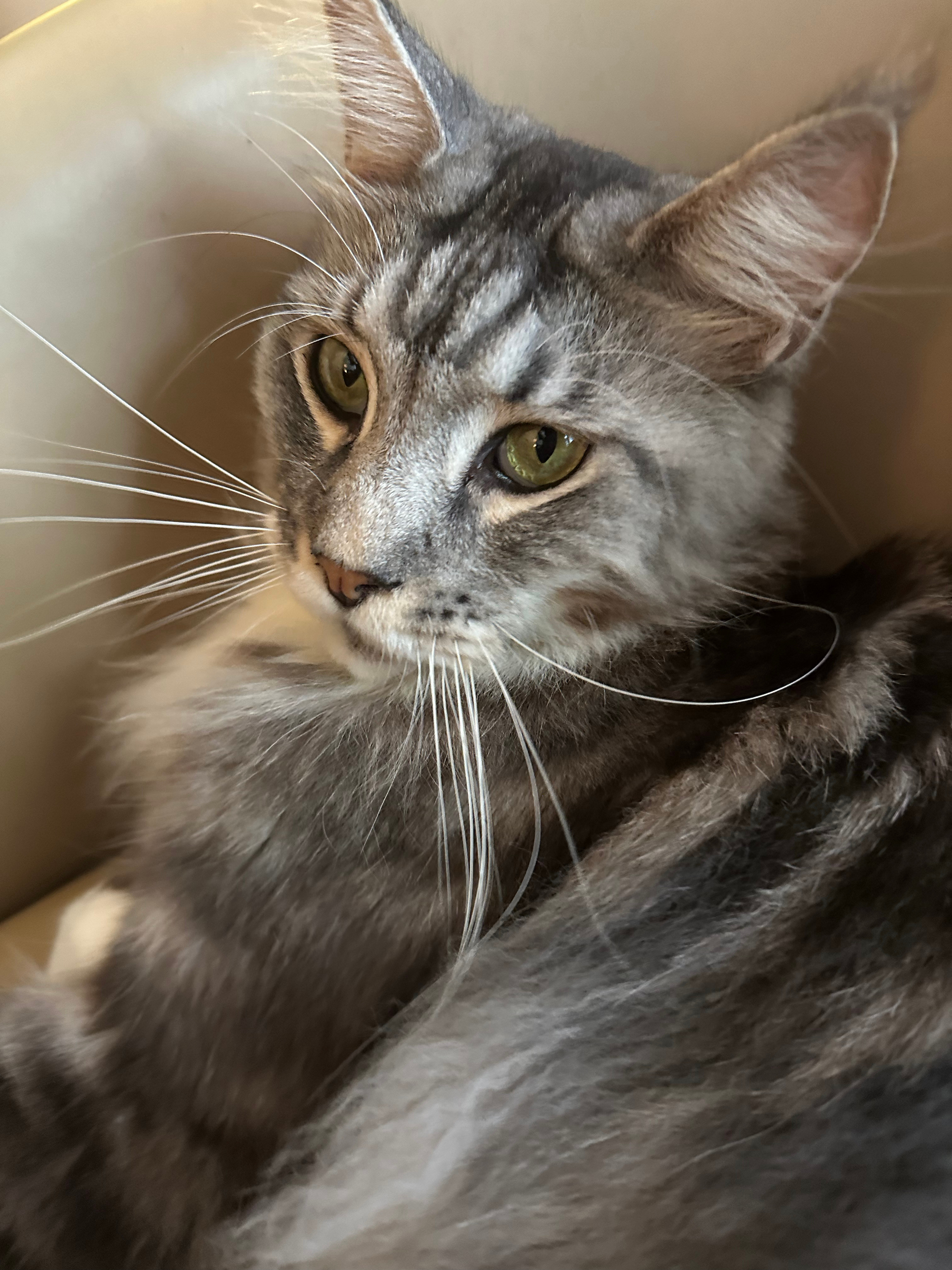 参见猫猫大王