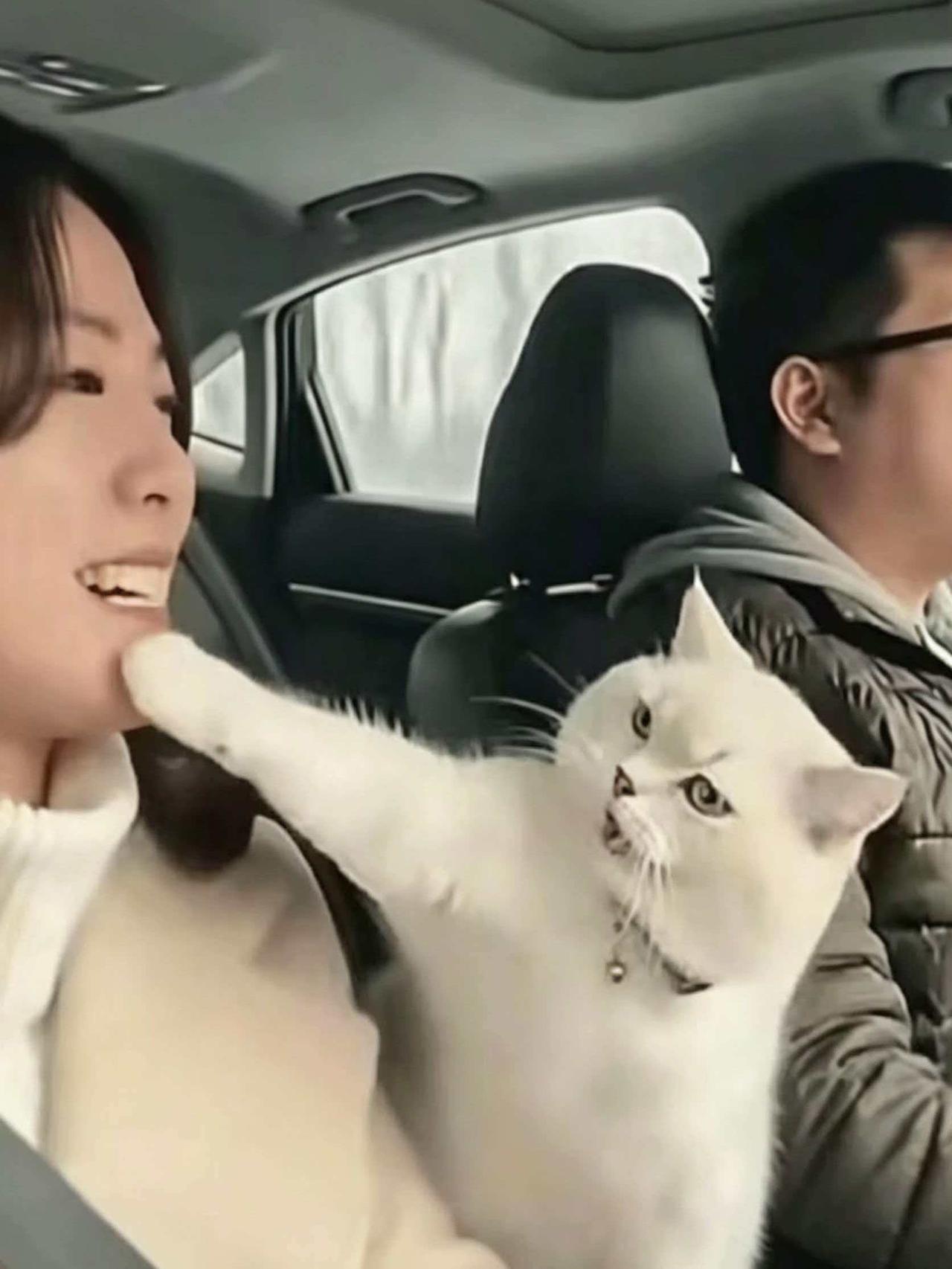 江浙，一对小夫妻开车回河南周口老家，猫咪放在后座，一路跟着。他们本来不想带猫的，