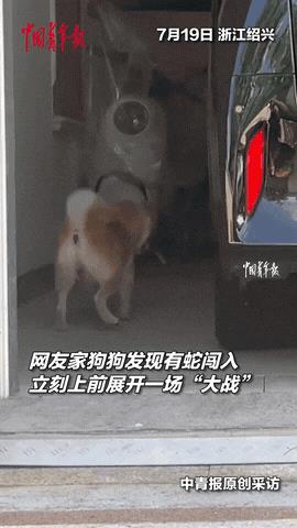“太有灵性了！”浙江绍兴，女子家车库里突然窜出一条大蛇，吓得她呆愣在原地不知所措