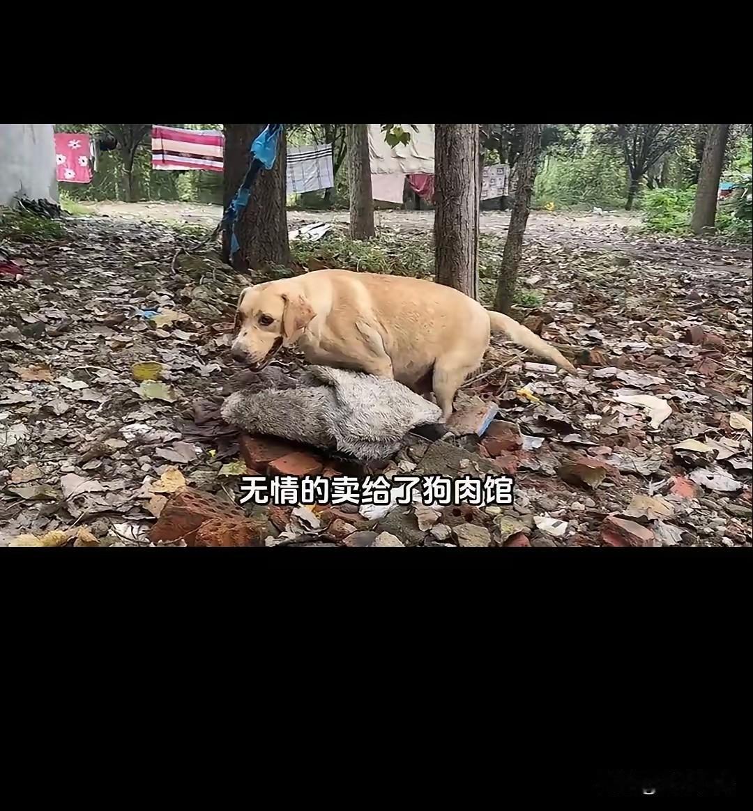 临产的拉布拉多被主人卖给了狗肉馆，可怜的拉布拉多眼含泪水无助的趴在地上，它只想保