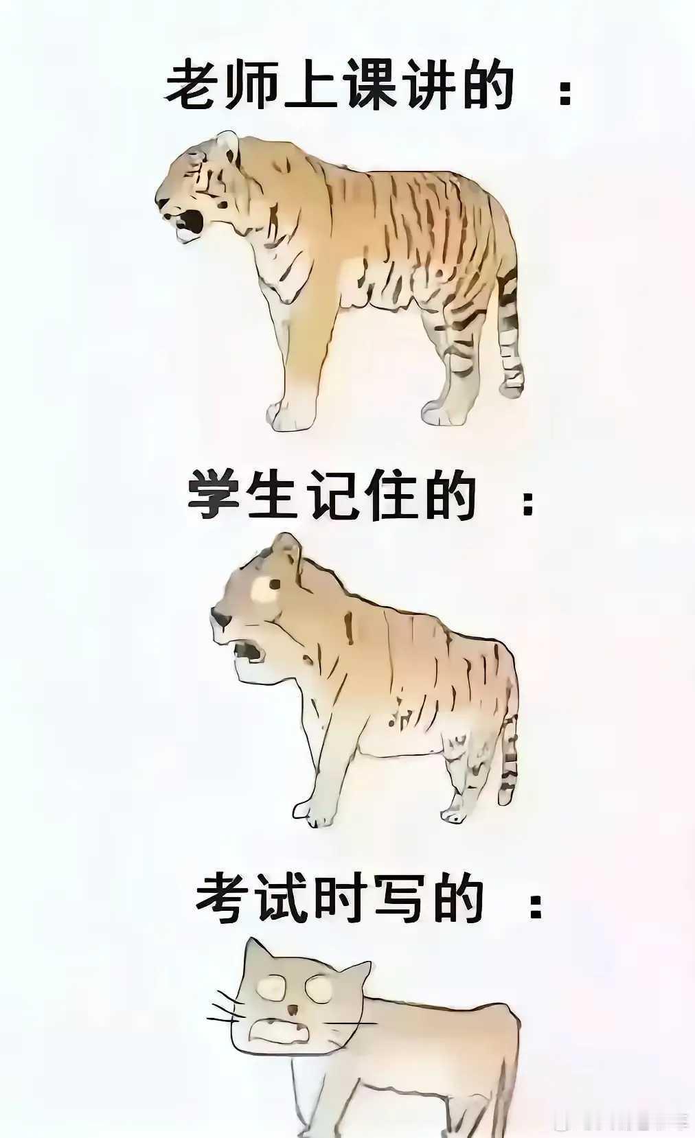 读书能画出猫，也算及格了​​​