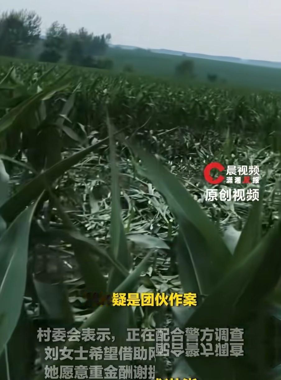 太狠了！真的是太狠了！你敢想象吗？大半年的血汗，全家一年的指望，就因为别人一个晚