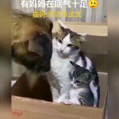 猫妈镇场就是牛！小奶猫敢骑狗，狗子全程不敢动猫窝里岁月静好，毛孩子正跟猫妈