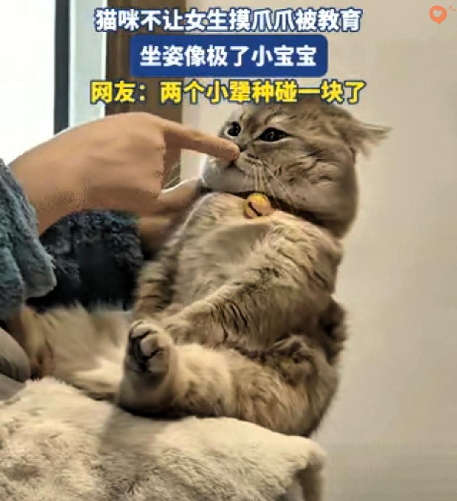 山东女生想撸猫爪，竟被自家猫主子狠狠拒绝，一人一猫的拉锯战也太有戏了！女生