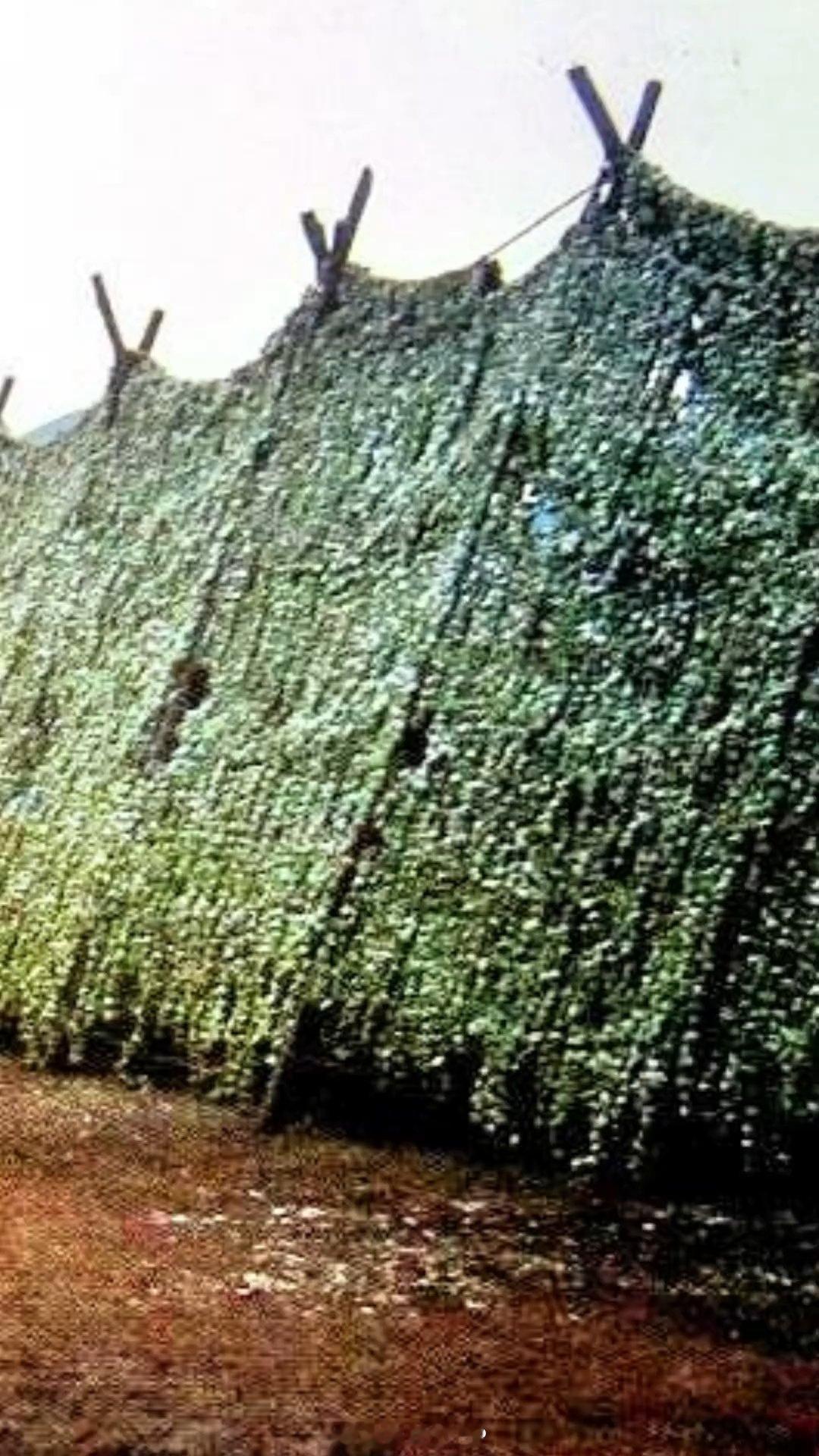 能认出这是什么么？一般人是不行的