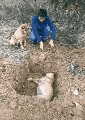 主人：狗狗，你妈妈已经去世了！狗狗：呜呜，妈妈…主人：别难过，它不希望看到你难过
