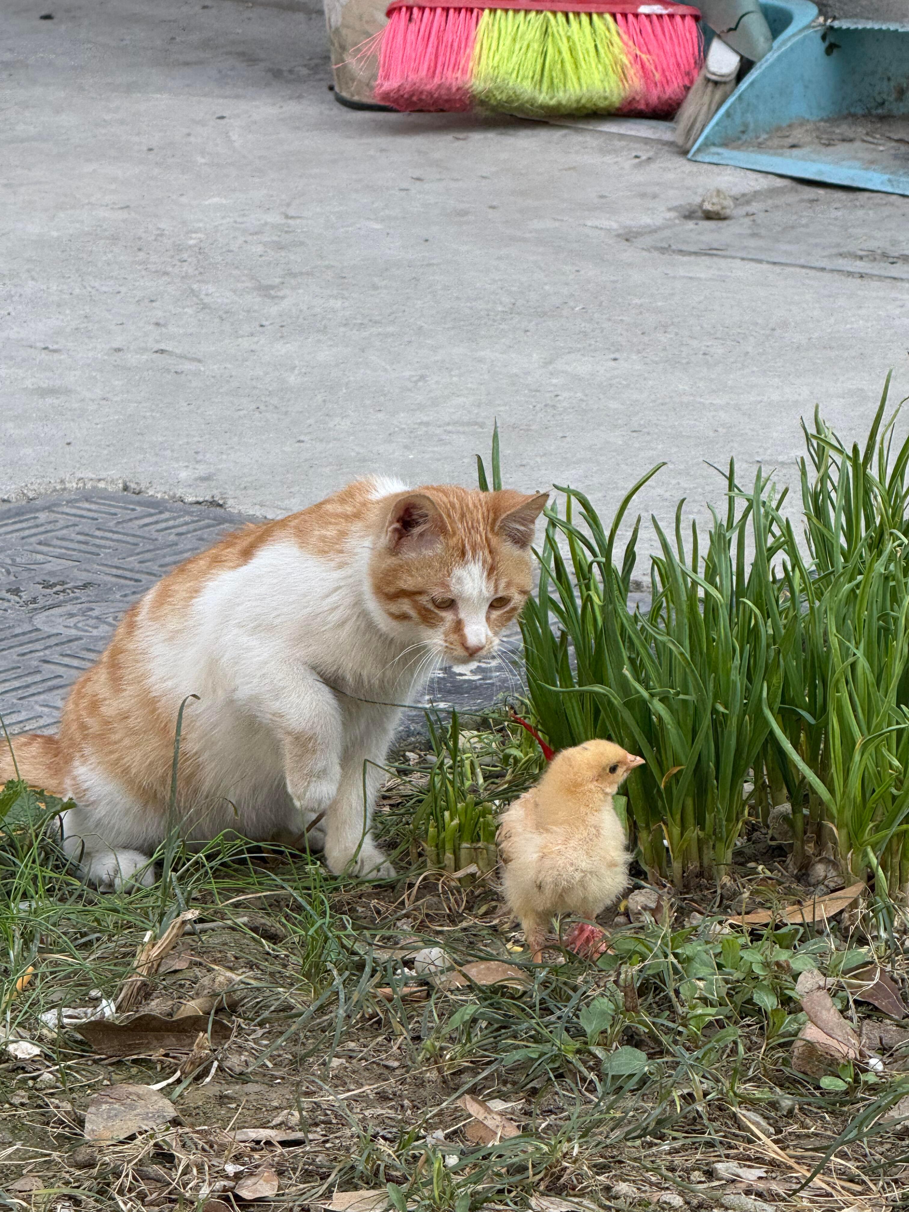 小猫抡膀子凿小鸡​​​