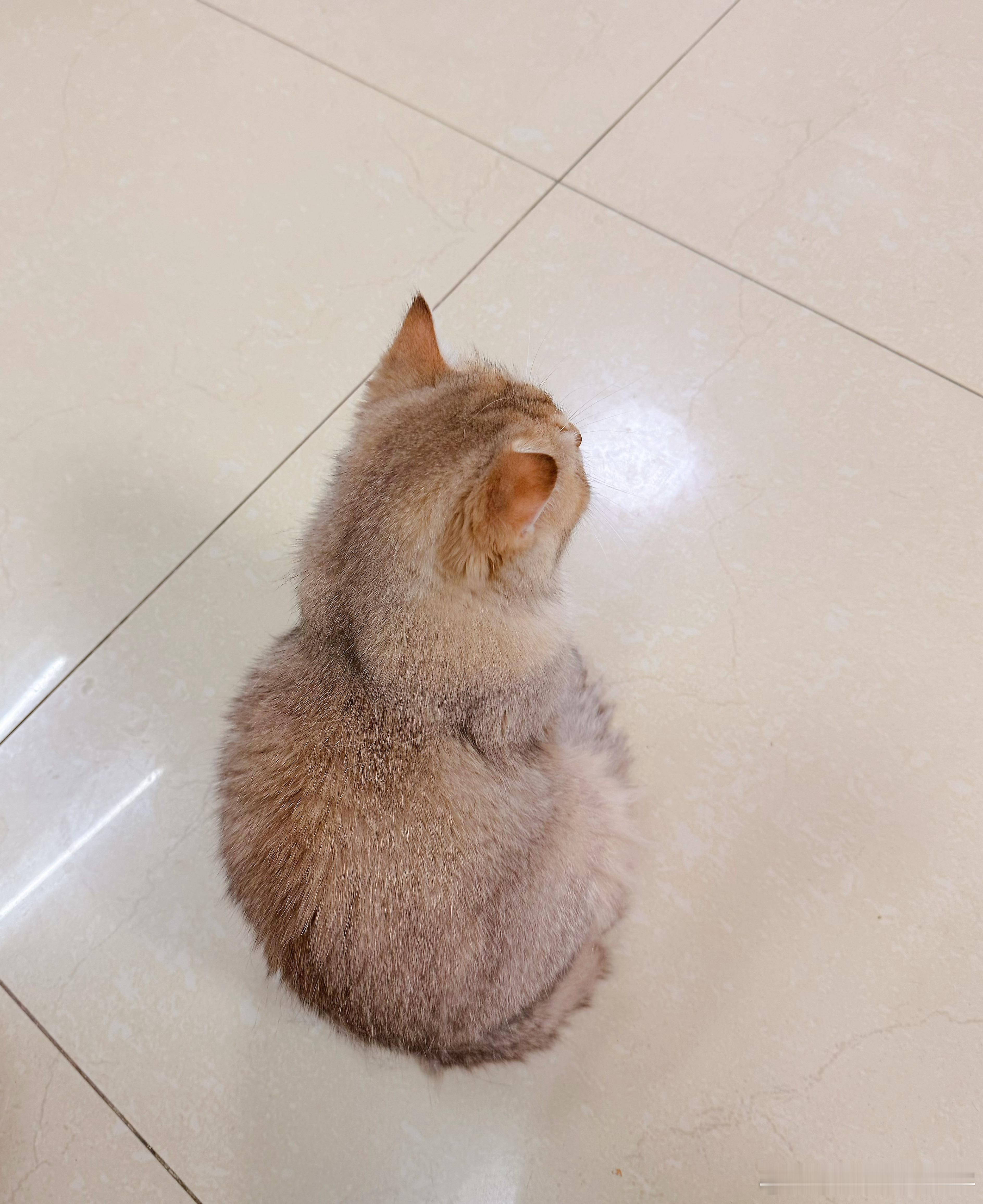 肉包好委屈的感觉萌宠猫咪
