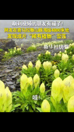 全网沸腾！登山者在喜马拉雅4800米处撞见了大片苞叶雪莲！要知道这可是国