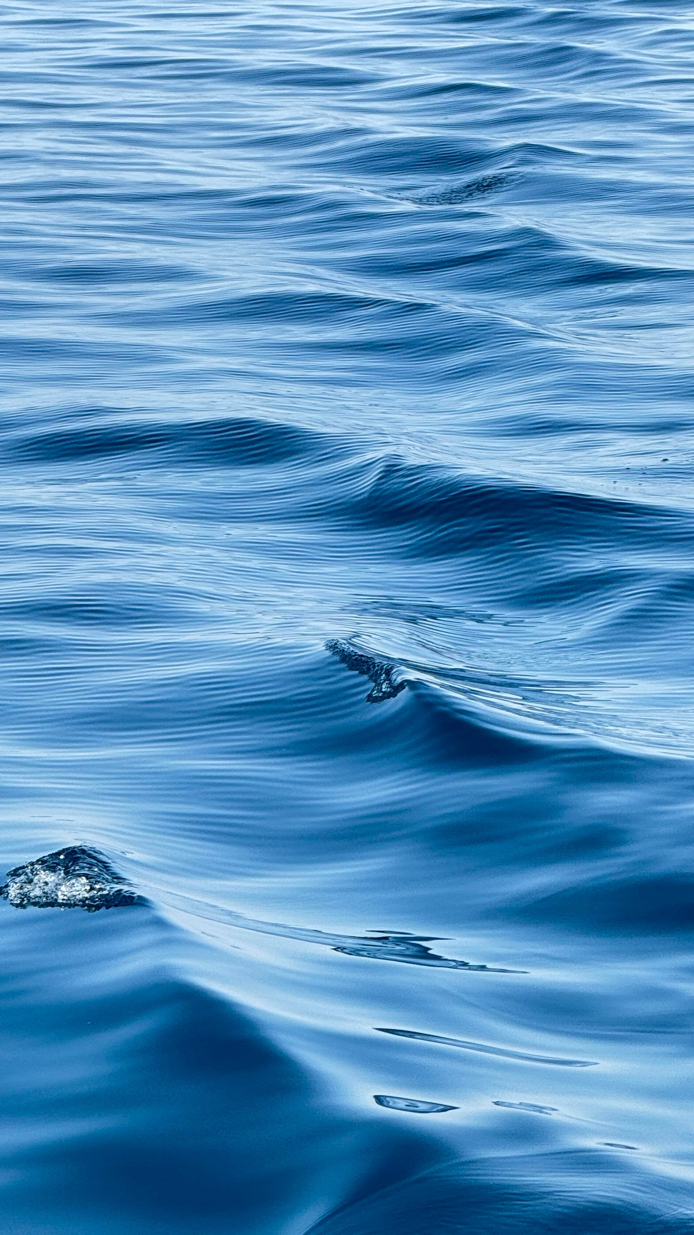 西湖的水真的很曼妙西湖的水很曼妙啊！！！！！！！！！