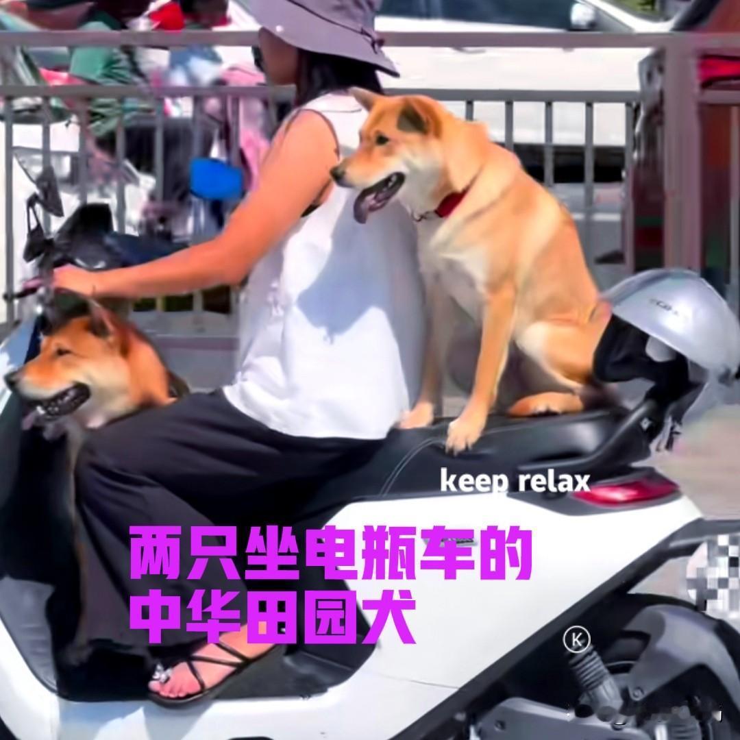 女子养了两只中华田园犬，没事的时候就喜欢骑上电瓶车，带狗子们出去溜达一圈。两只狗