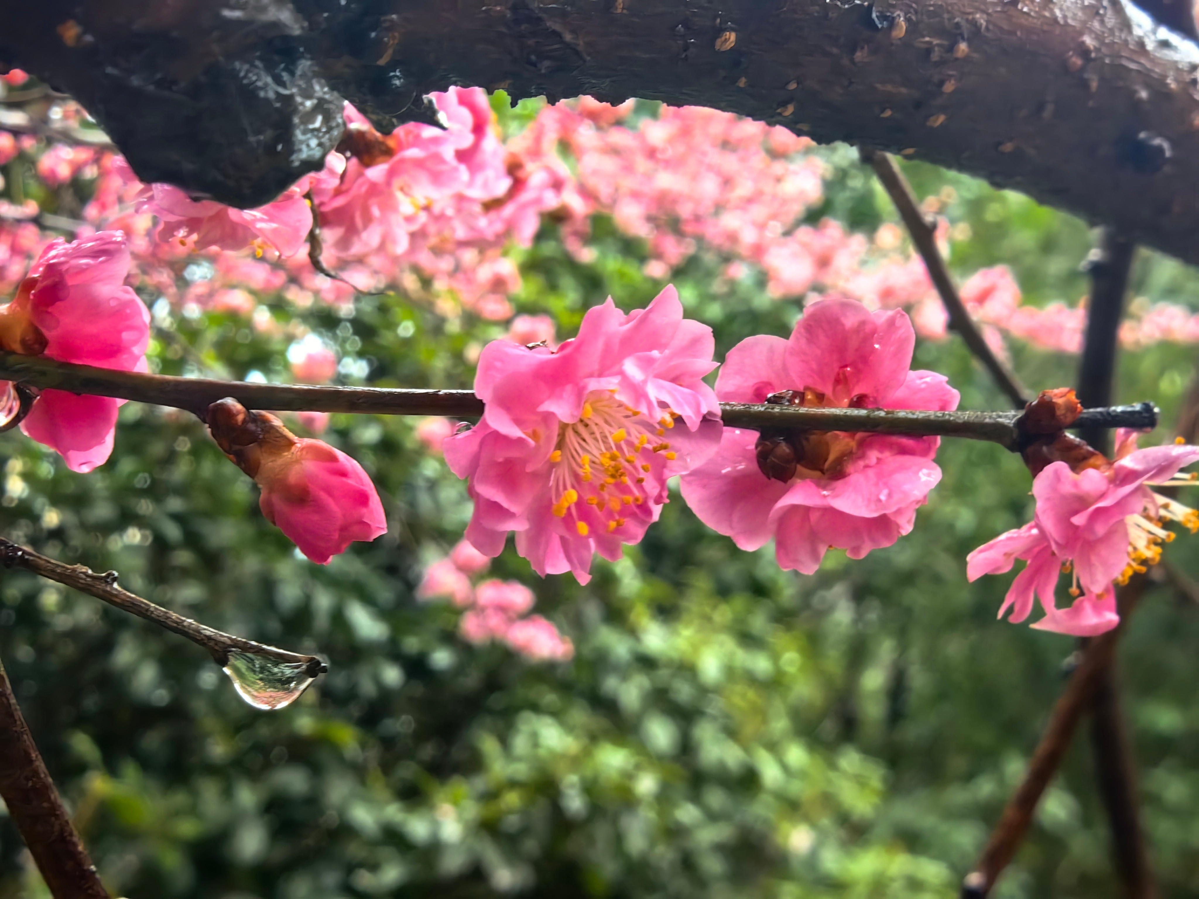 秦岭笑谈用探春令打开商洛的春天【春风入秦岭，花开满商山！商洛正式向全陕西发出春日