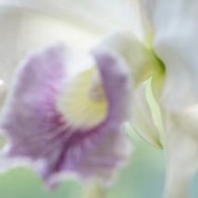 0000卡特兰的核心种植方法：1.栽培基质：优先用水苔、树皮、木炭（5:3:2