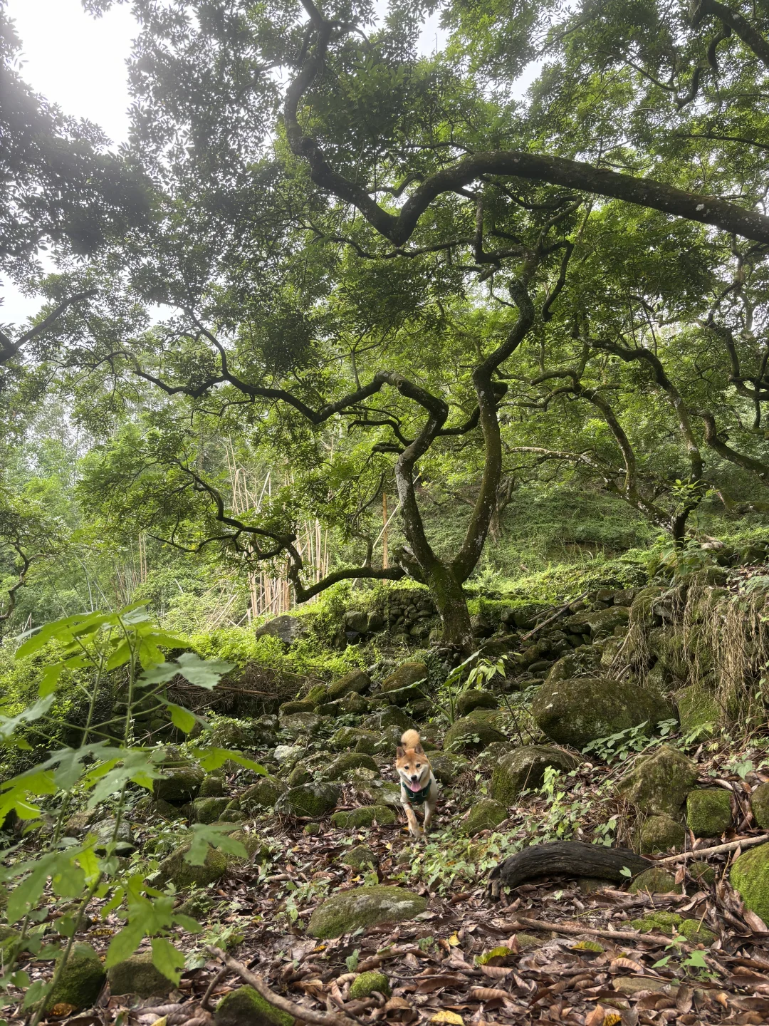 和小狗走进小森林溯溪🌳邓山村一日游