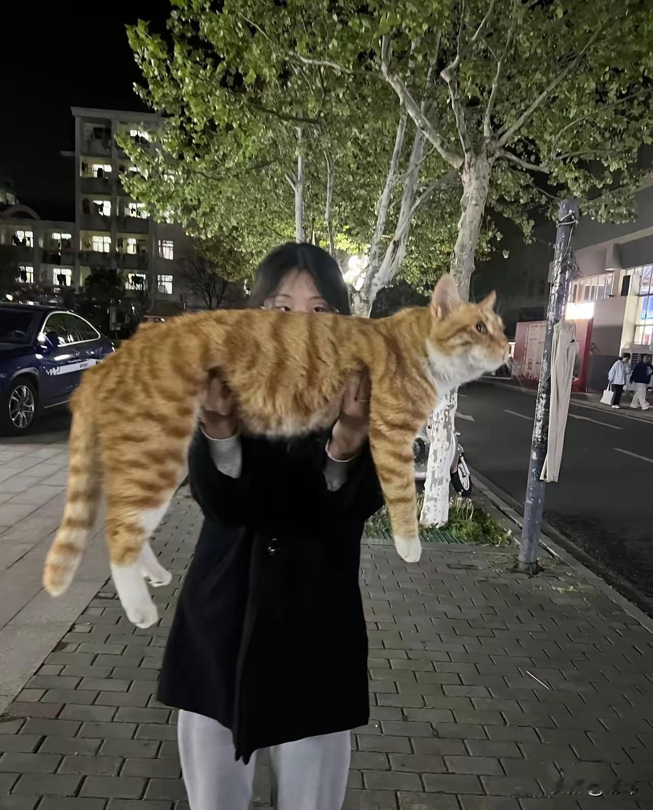 这是一只巨大的橘猫，它在几个爱心小姐姐的投喂下，成功从一只瘦弱的流浪小奶猫张成了