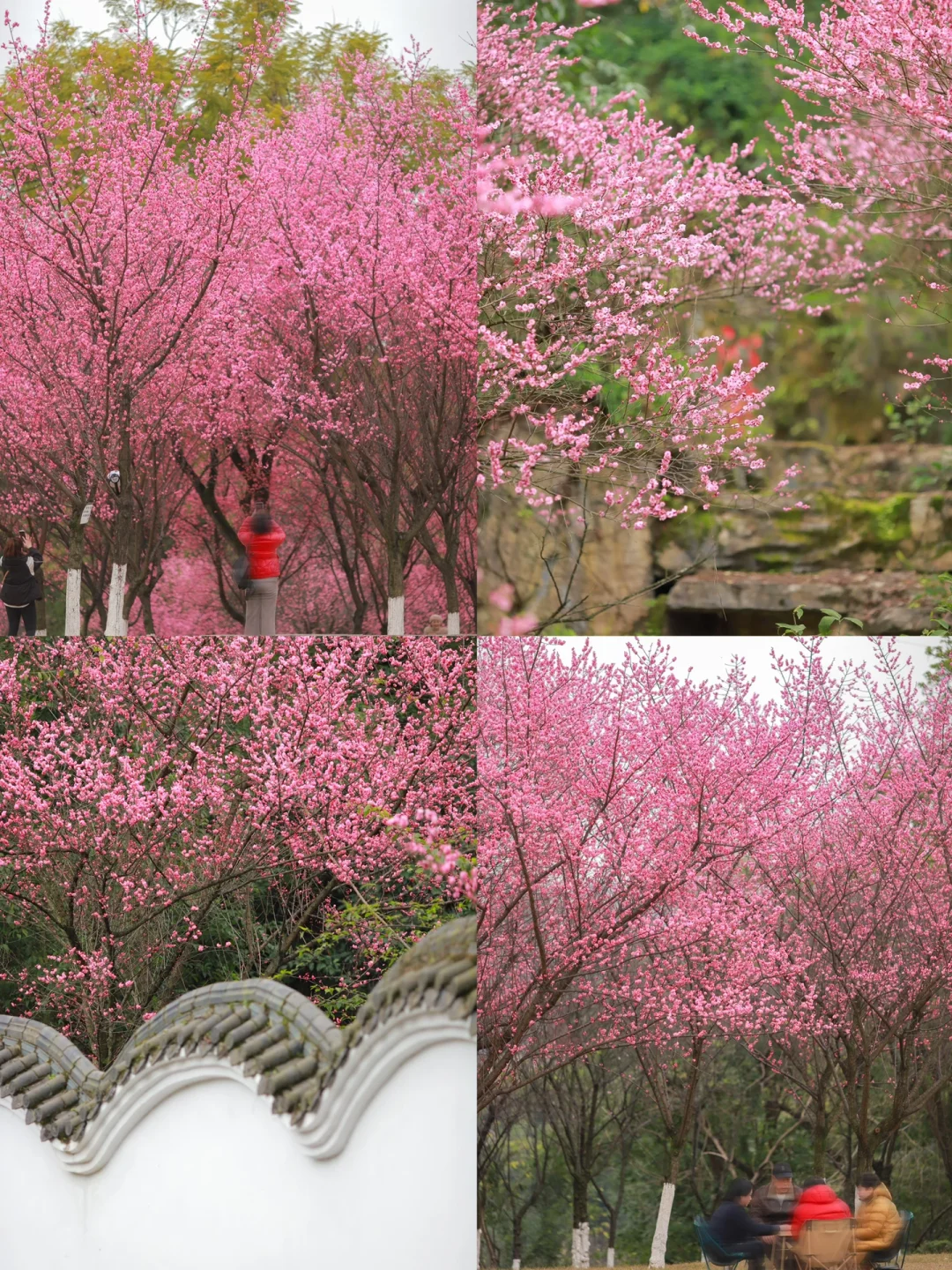 照母山的梅花🌸盛开了❗️快冲呀