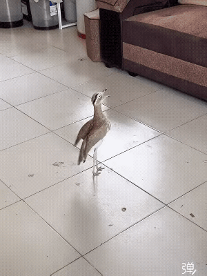 养一只，早上上班再也没有迟到过[捂脸哭]