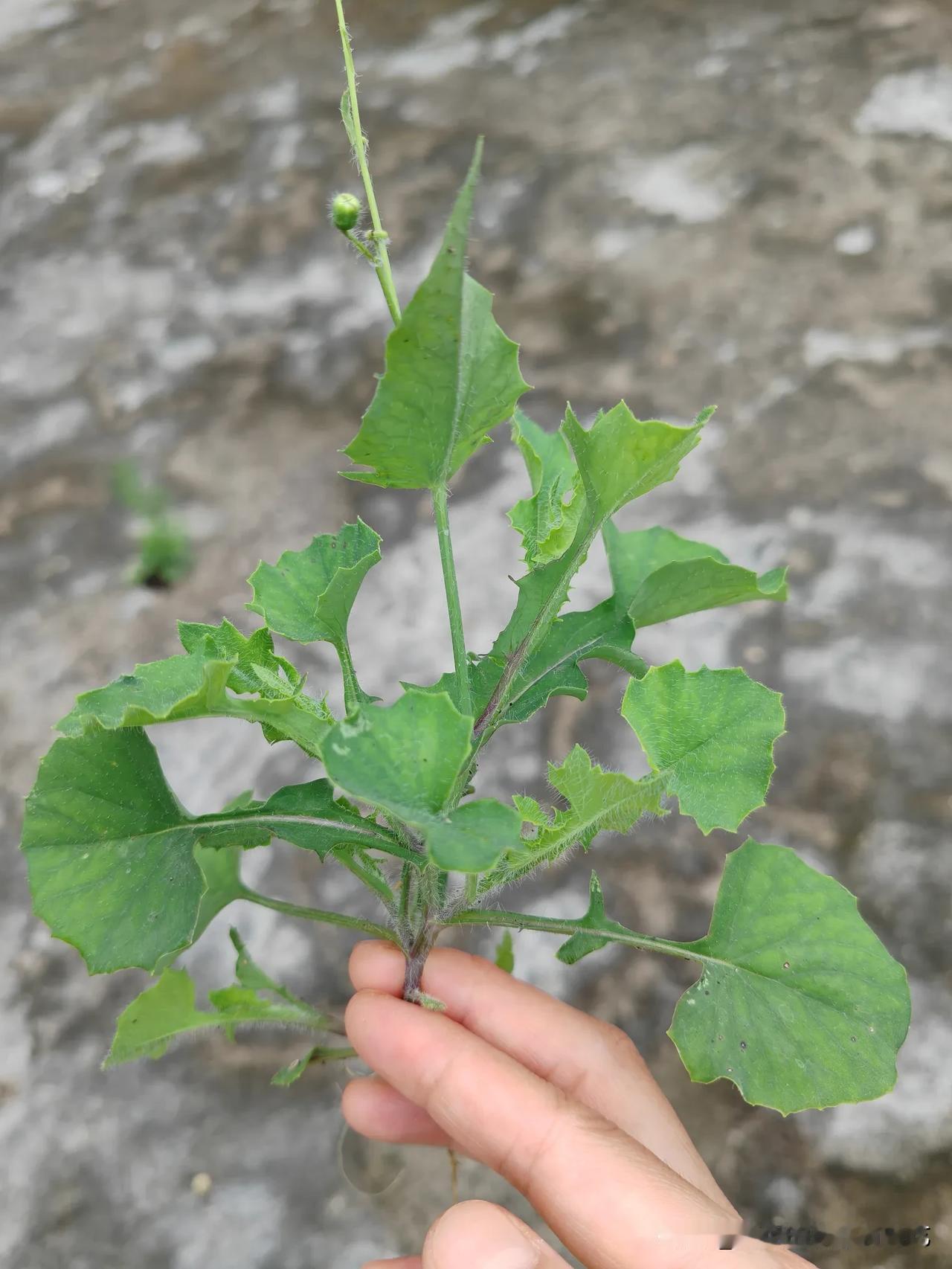 鸟会飞，我拍不出那种美，动态美，我喜欢拍静止的事物，如花花草草，可以慢慢的拍，不