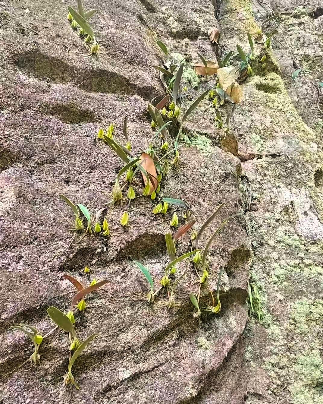 近日，广东韶关，一位护林员进山开展日常巡护时，没成想，竟然在陡峭的湿滑岩壁上发现