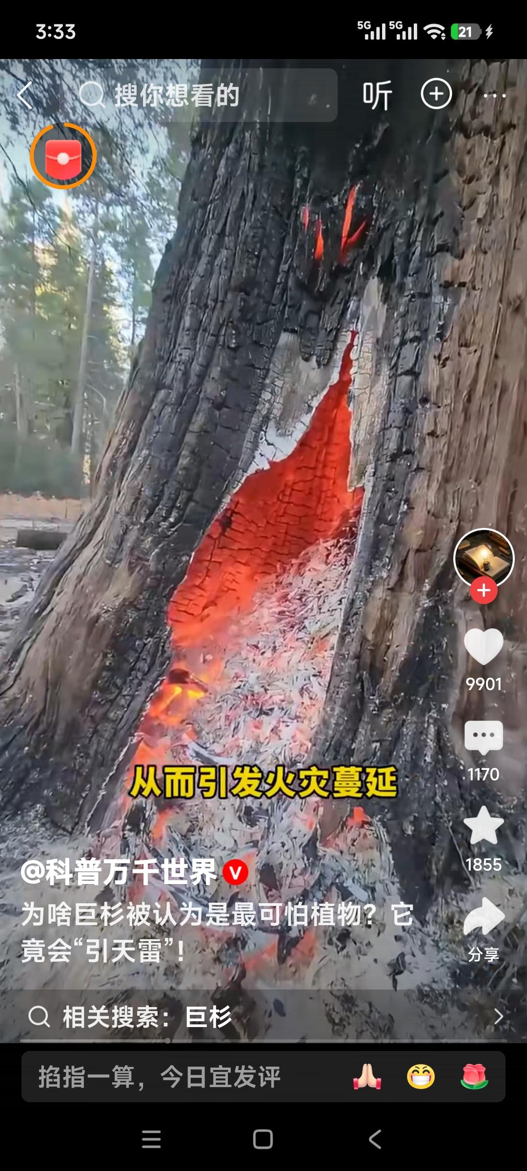 为什么巨杉被认为是世界上最可怕的植物？它竟然会引天雷，从而引发火灾蔓延，其他植物