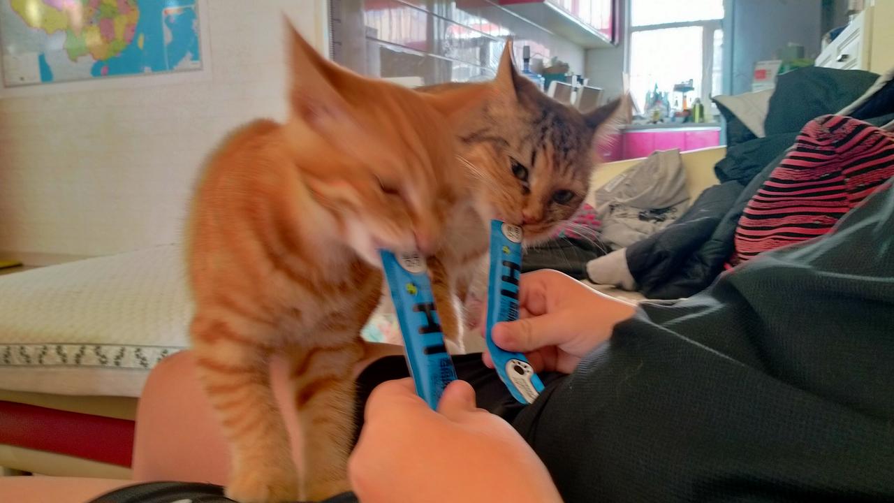 冬日生活打卡季喂猫条