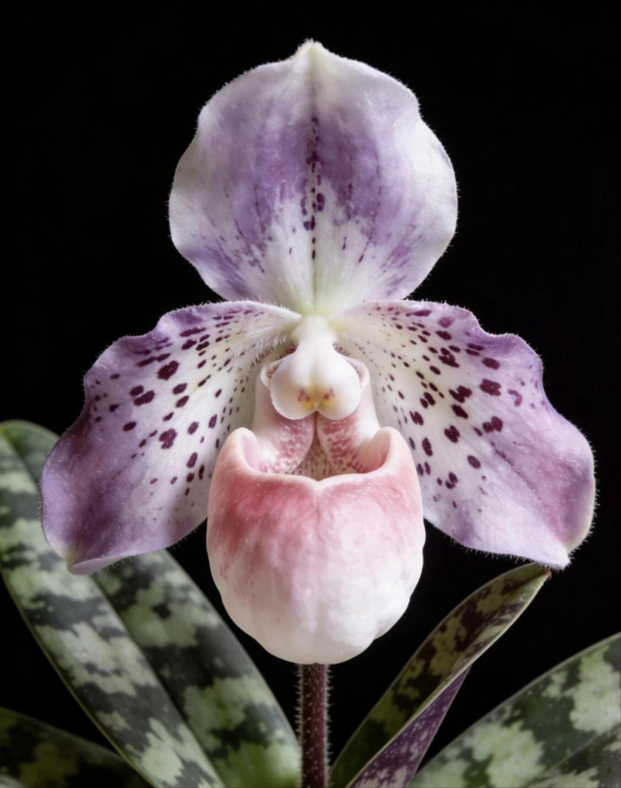 兜兰是兰科兜兰属植物的统称，因唇瓣特化成独特的兜囊状，酷似精致的小拖鞋，故又名“