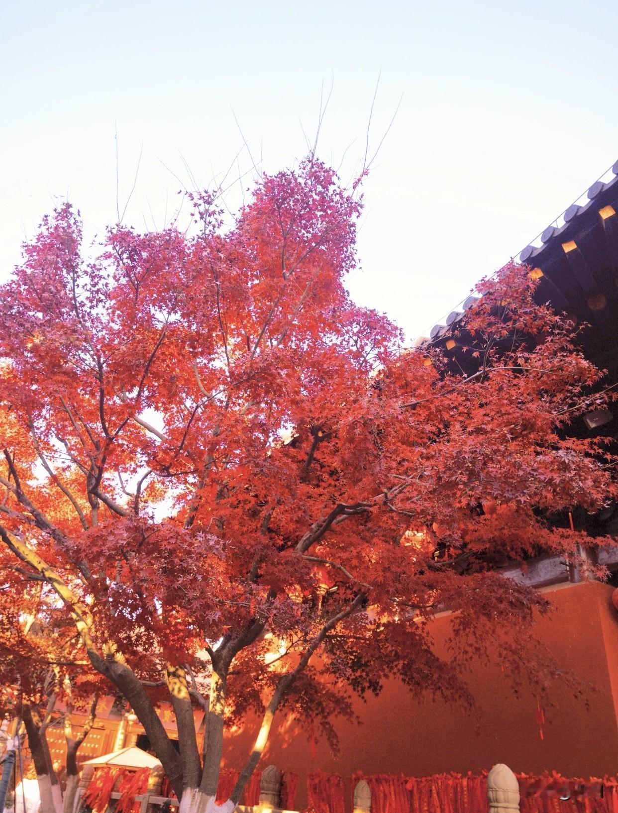 分享一张秋色的美景秋意渐浓，枫叶红艳如火，映衬古风建筑，美不胜收。