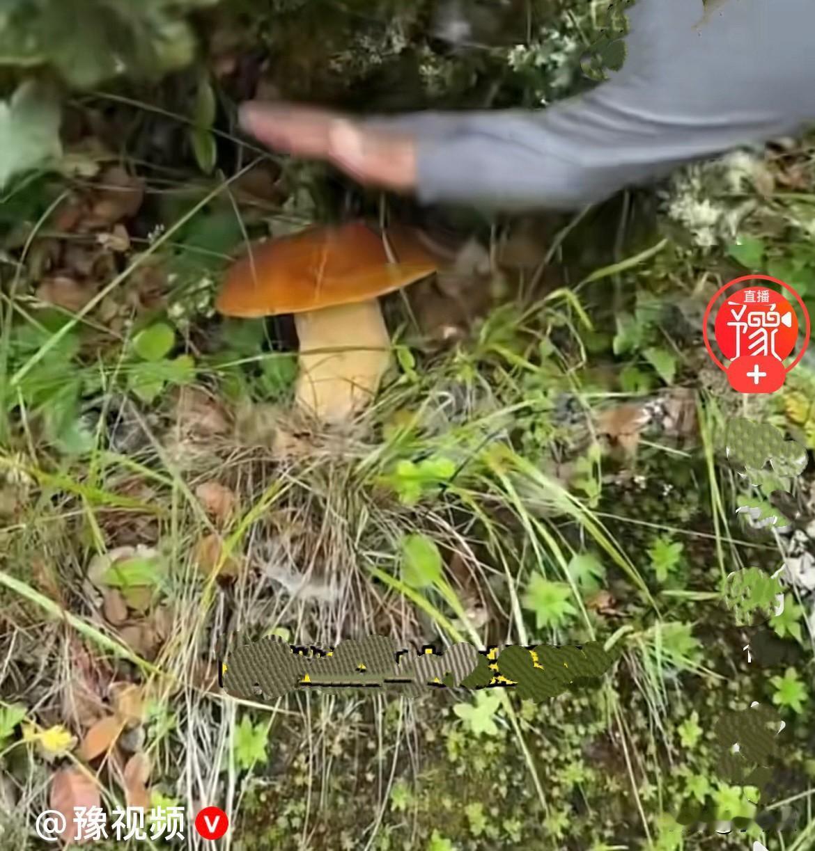 近日，一名57岁重庆籍男子，独自进入深山松林口山林采摘野生菌，谁也没想到，这一去